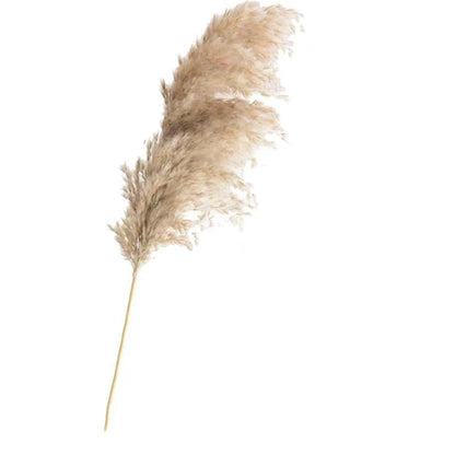 Dried Pampas Grass Home Decor Plant